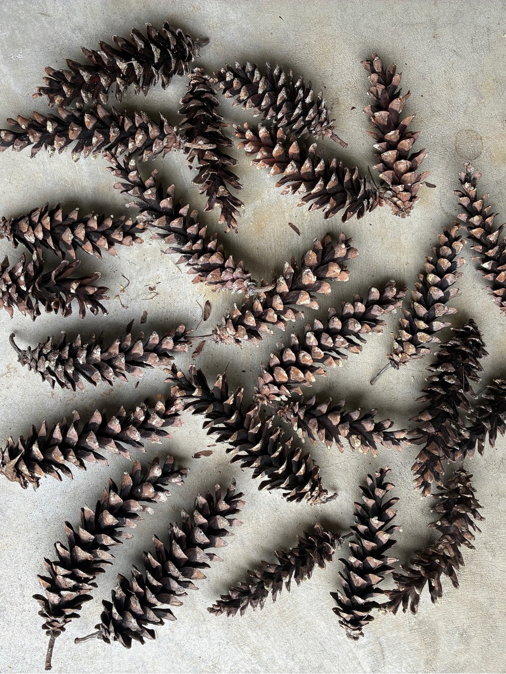 Natural Pinecones for Decoration or Crafts